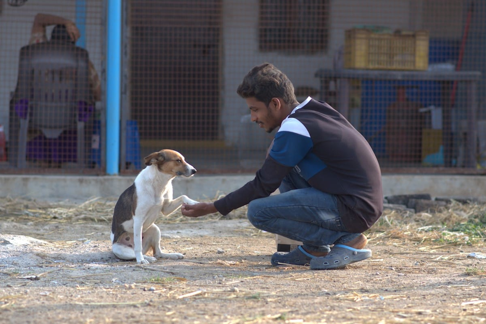 Animal Welfare NGOs in India Stand Firm Amid Supreme Court’s Stray Dog Order: A 2025 Perspective