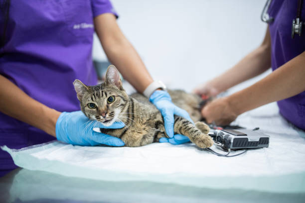 team of two female veterinarians examinig a cat on the table at vet clinic.