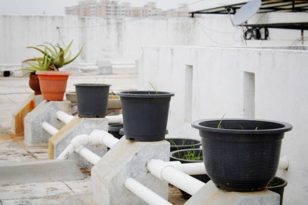 NGOs Encouraging Rooftop Gardening in Cities