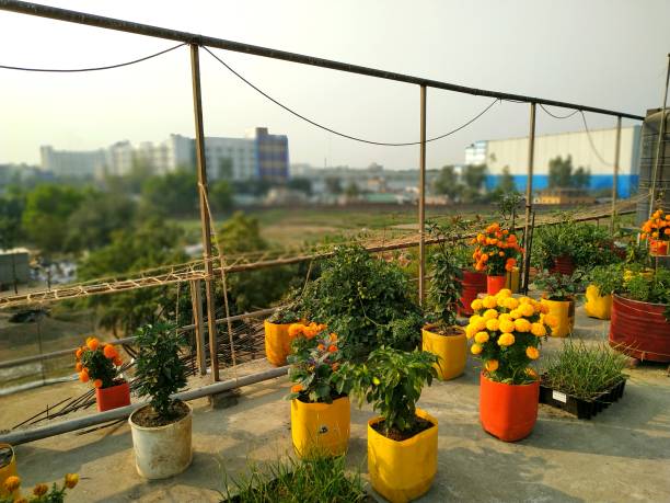 NGOs Encouraging Rooftop Gardening in Cities