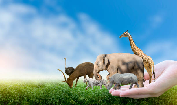 Role of NGOs in Protecting Endangered Species