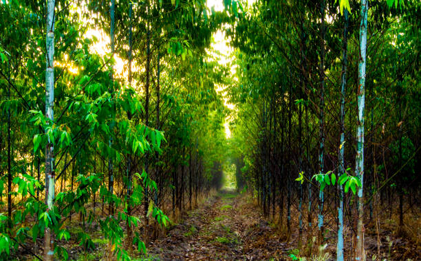 Tree Plantation Drives by NGOs Across India