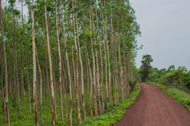 Tree Plantation Drives by NGOs Across India