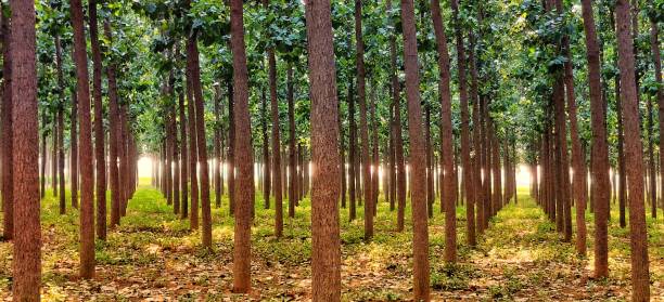 Tree Plantation Drives by NGOs Across India